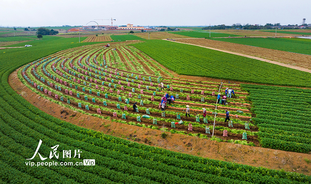 广西宾阳：胡萝卜喜丰收【4】