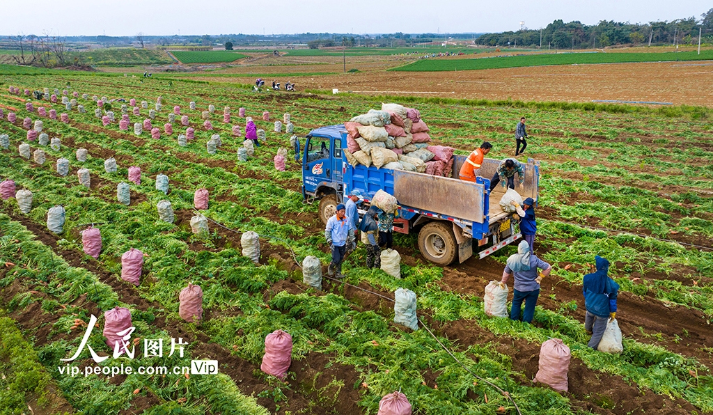 广西宾阳：胡萝卜喜丰收【5】