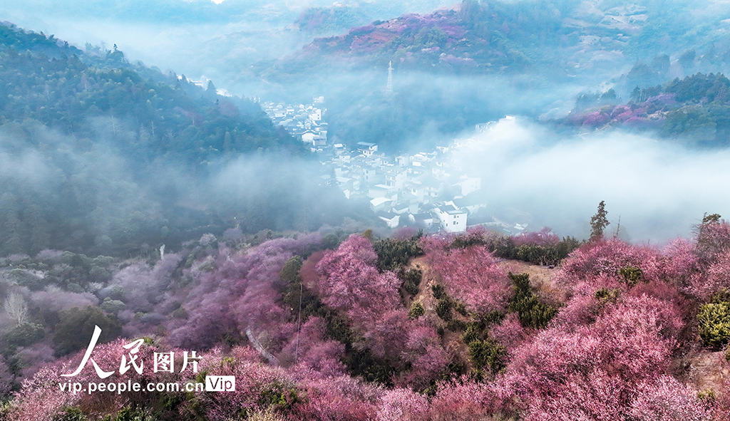 安徽歙县：梅花竞相绽放【2】