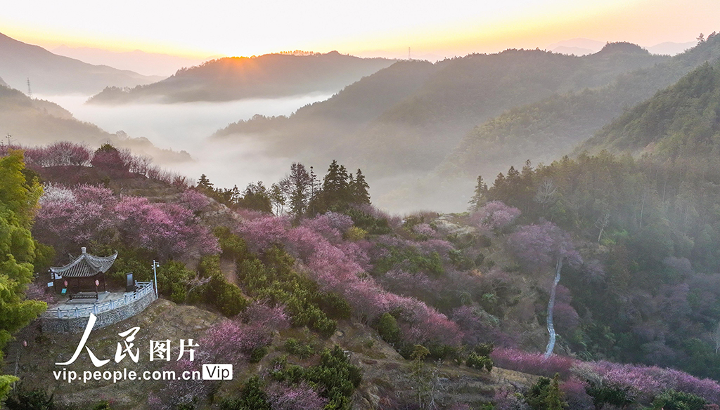安徽歙县：梅花竞相绽放【3】