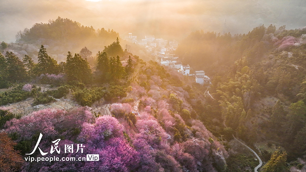 安徽歙县：梅花竞相绽放【7】