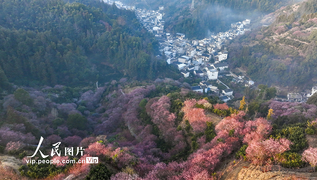 安徽歙县：梅花竞相绽放【8】