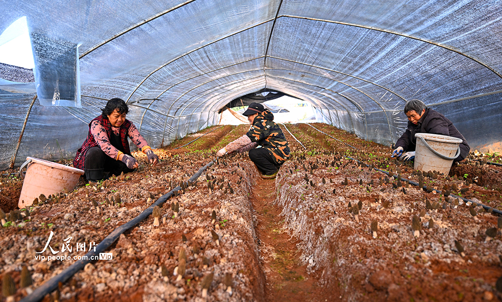 四川仁寿：小小羊肚菌 增收大产业【5】