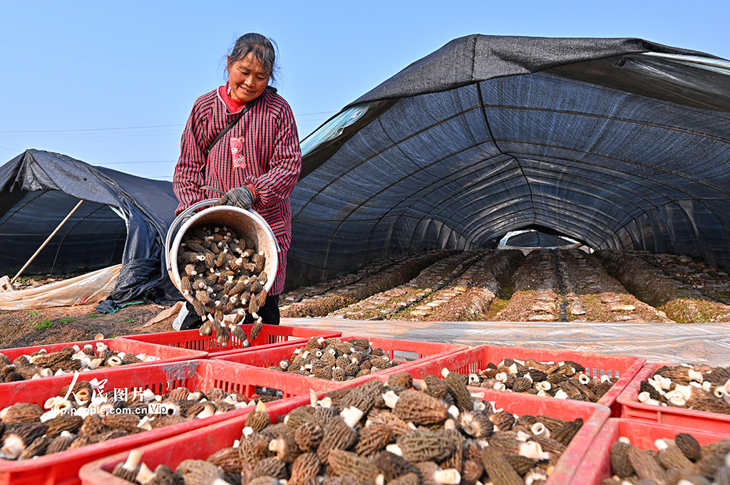 四川仁寿：小小羊肚菌 增收大产业【6】