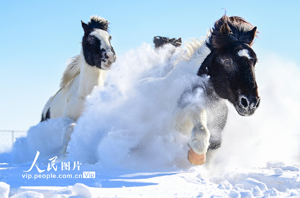 内蒙古锡林郭勒：策马踏雪迎新春【4】