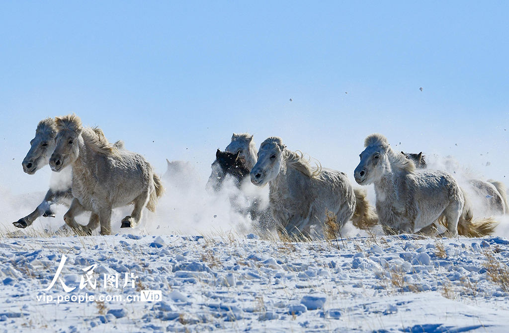 内蒙古锡林郭勒：策马踏雪迎新春【7】