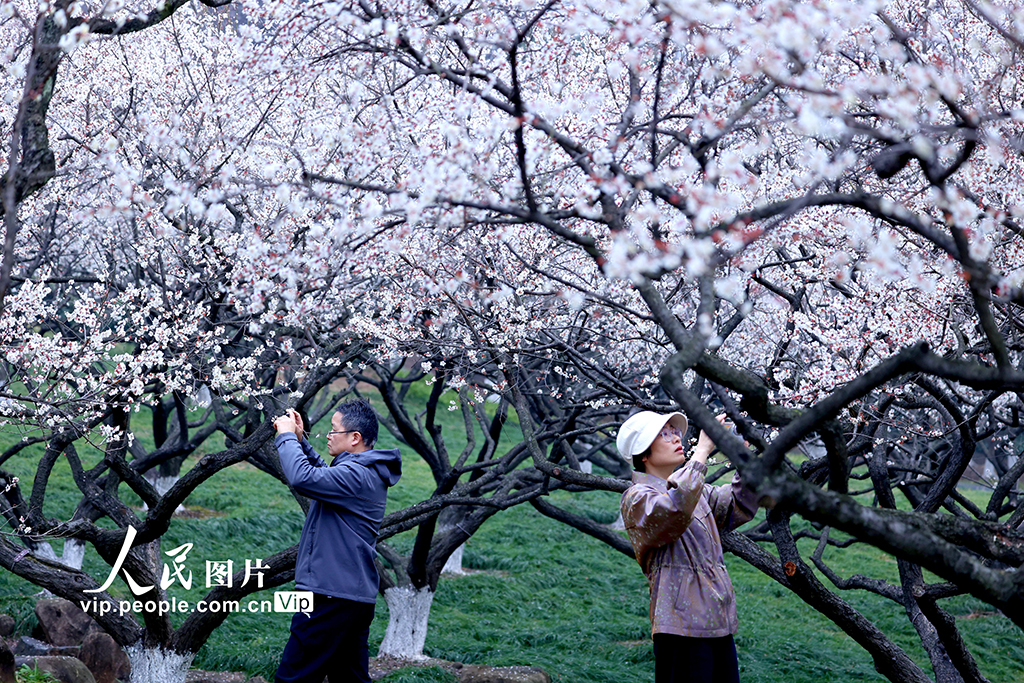 浙江杭州：梅香四溢迎客来【2】