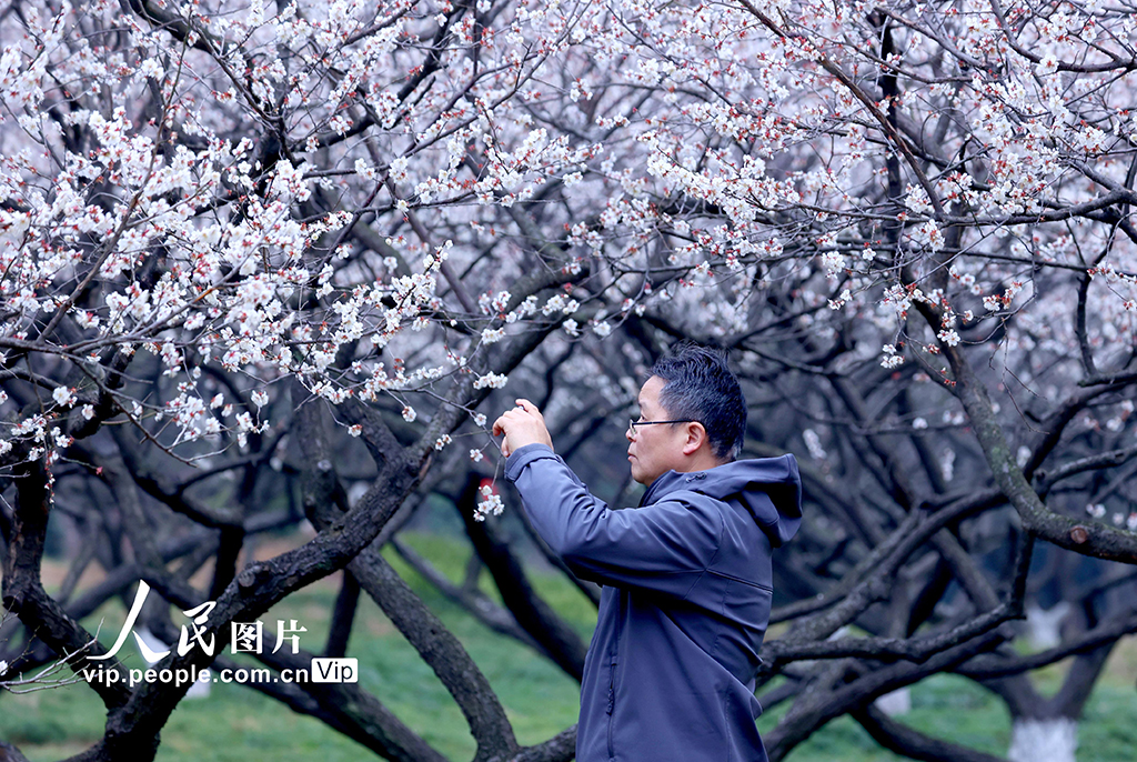 浙江杭州：梅香四溢迎客来【3】