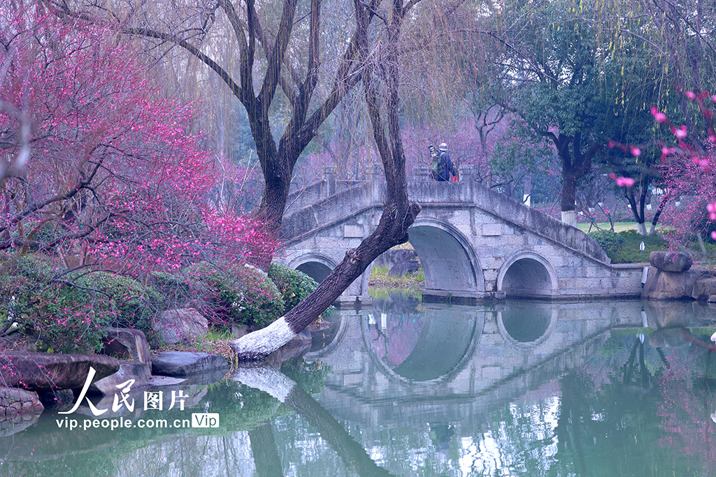 浙江杭州：梅香四溢迎客来【4】