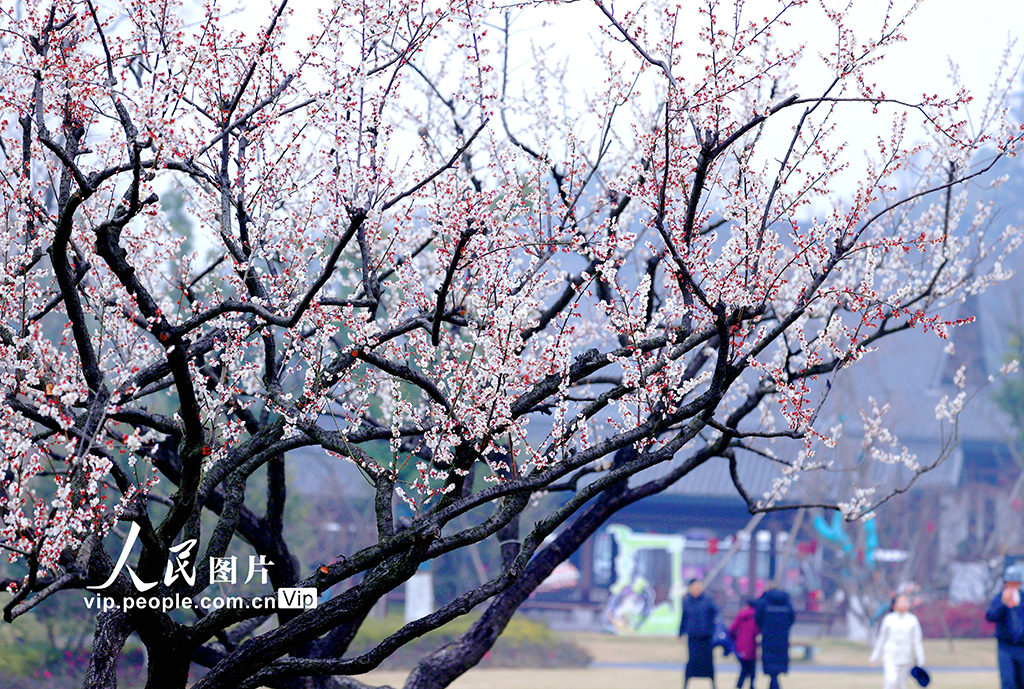 浙江杭州：梅香四溢迎客来【5】
