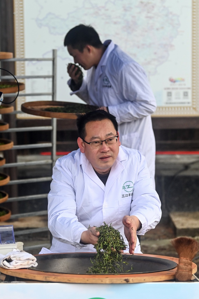 2月6日，在广西三江侗族自治县林溪镇高友村，工作人员在制作早春茶。