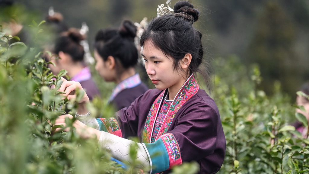 2月6日，在广西三江侗族自治县林溪镇高友村，放假回村的大学生跟随父母进茶园学采早春茶。