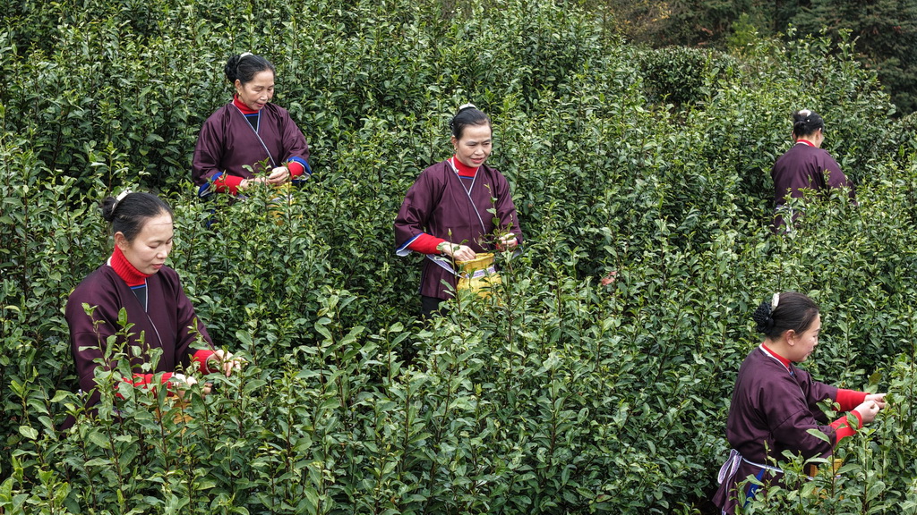2月6日，广西三江侗族自治县林溪镇高友村的侗族群众在采摘早春茶（无人机照片）。