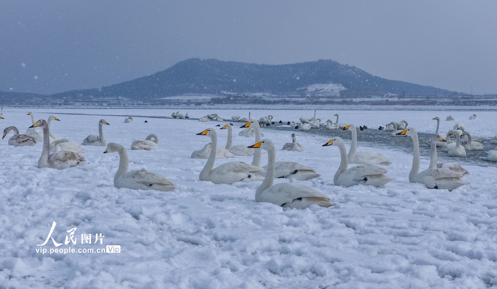 山东荣成:天鹅沐雪【2】