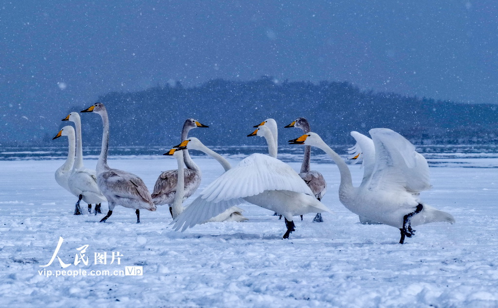 山东荣成:天鹅沐雪【3】