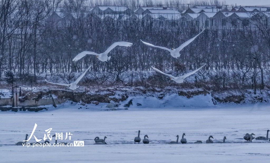 山东荣成:天鹅沐雪【4】