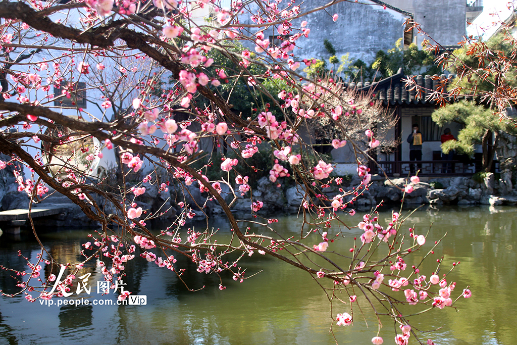 江苏苏州:艺圃梅花竞相绽放【3】
