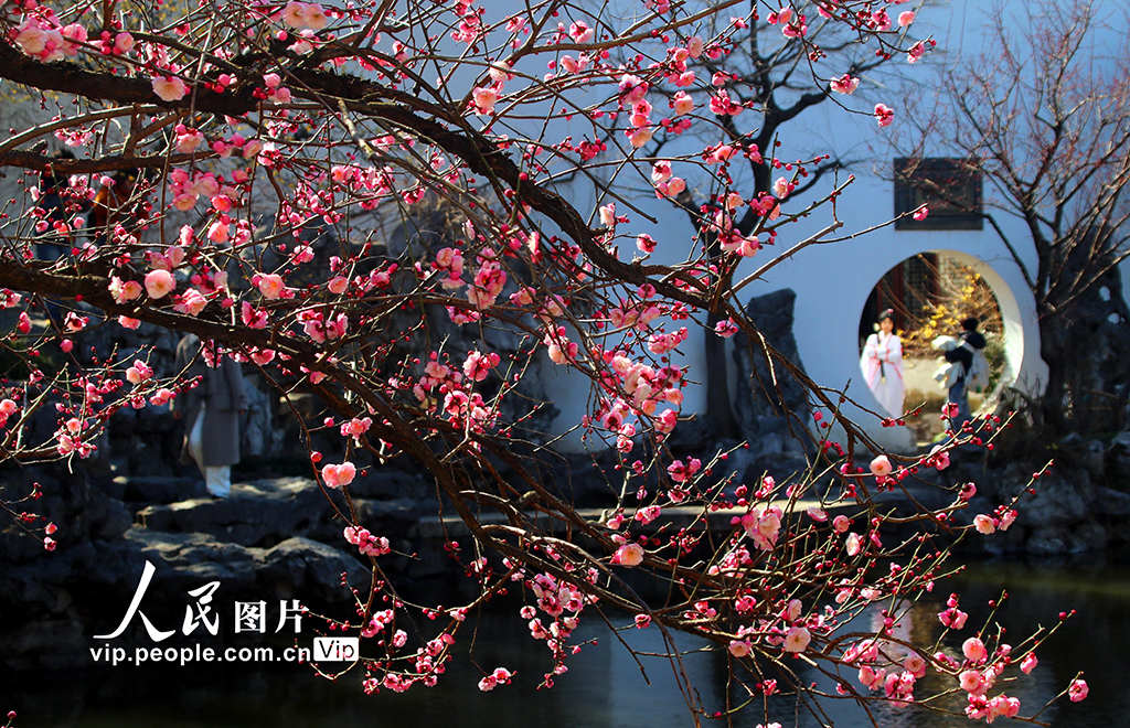 江苏苏州:艺圃梅花竞相绽放【2】