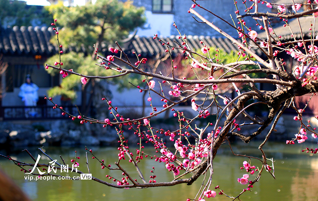 江苏苏州:艺圃梅花竞相绽放【4】