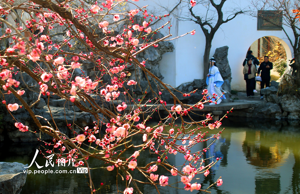 江苏苏州:艺圃梅花竞相绽放【5】