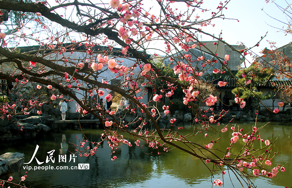 江苏苏州:艺圃梅花竞相绽放【6】