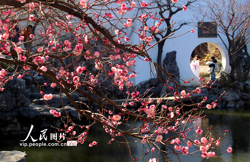 江苏苏州:艺圃梅花竞相绽放【7】