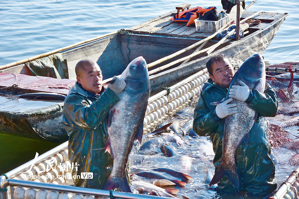 江苏如皋:龙游湖冬捕迎新春【3】