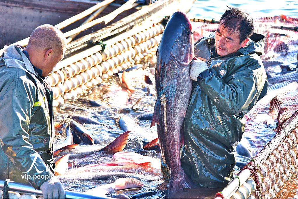 江苏如皋:龙游湖冬捕迎新春【4】