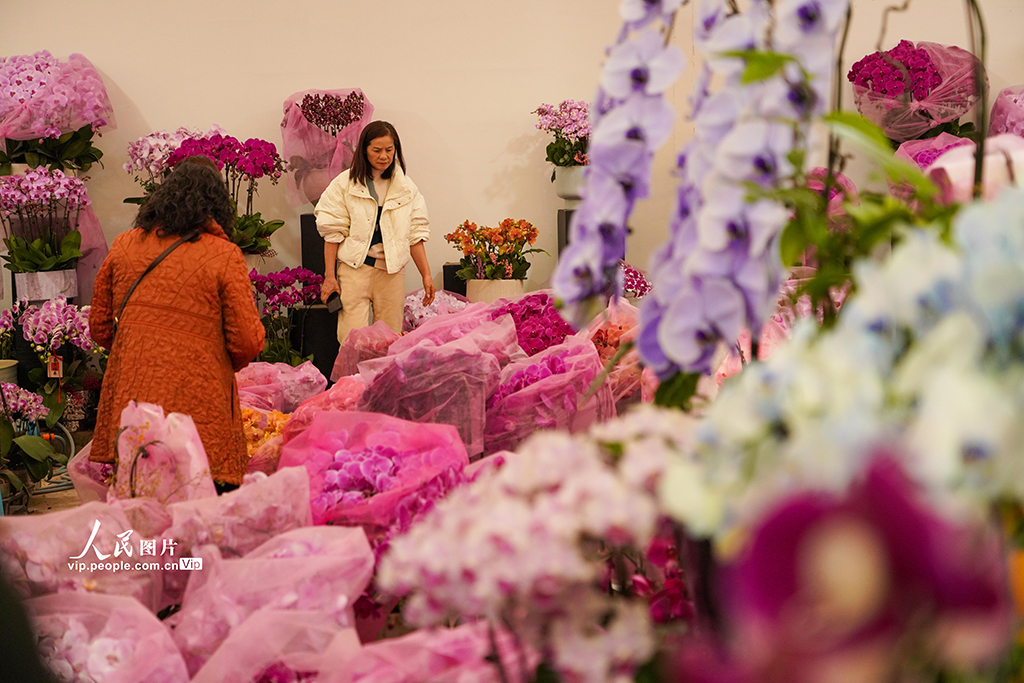 近日，浙江省杭州市拱墅区石桥街道杨家花卉世界年宵花迎来销售旺季。蝴蝶兰、大花蕙兰、冬青等年宵花竞相盛放，姹紫嫣红的花海将花卉市场装点得年味十足，市民们选购年宵花，把浓浓的年味带回家。章勇涛摄（人民图片网）