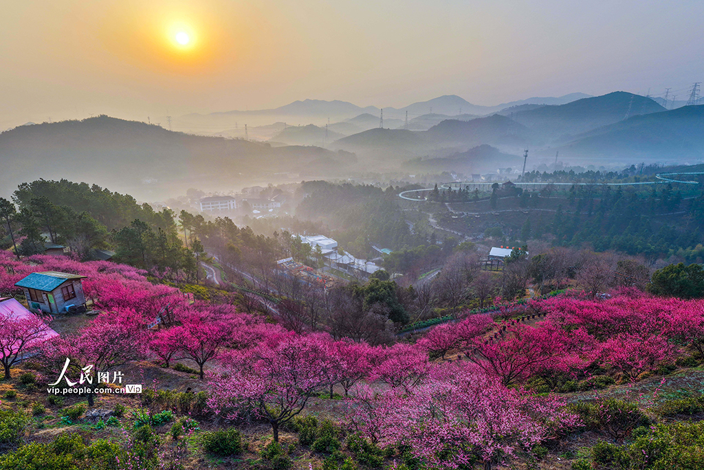 2026年2月11日，浙江长兴县和平镇城山村，漫山梅花盛开，与远山、村落相映，景致如画。方金华摄（人民图片网）
