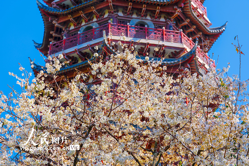2026年2月10日，昆明盘龙区昙华寺公园内，素有“云南第一塔”之称的瑞应塔下，早樱如雪，簇簇探出枝头热烈绽放。周毓焱摄（人民图片网）