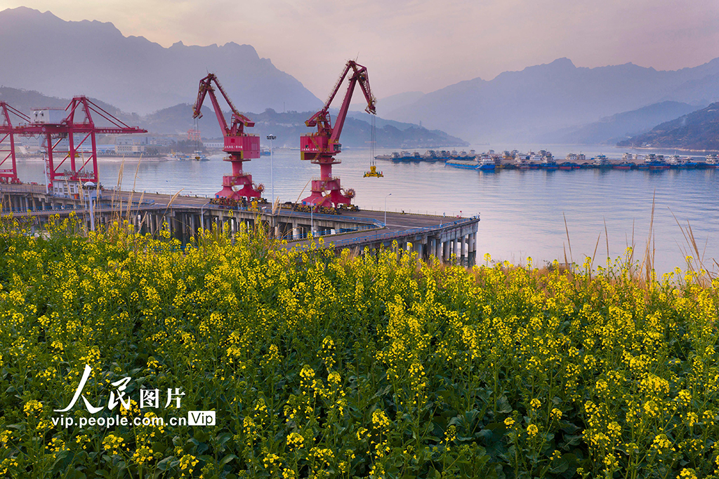 2026年2月10日，湖北宜昌秭归港集装箱码头旁，油菜花盛开。郑坤摄（人民图片网）