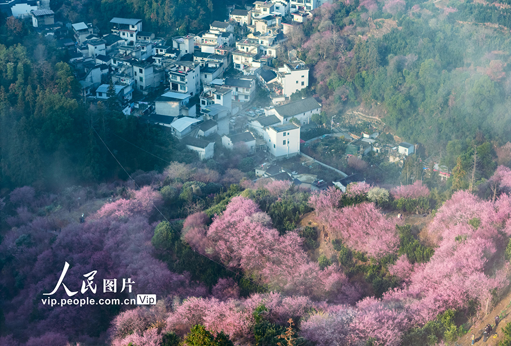 2026年2月8日，安徽黄山歙县雄村镇卖花渔村，连片盛开的梅花与粉墙黛瓦的徽派民居相映成景，绘出一幅动人的江南早春画卷，吸引游客踏春赏花。朱国平摄（人民图片网）