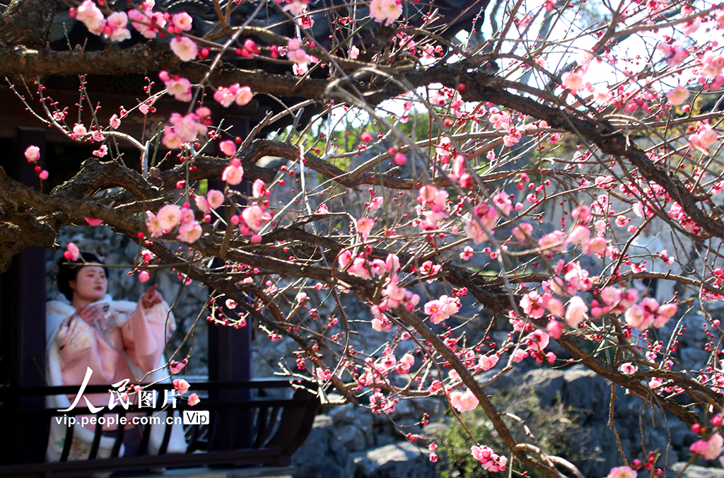 2026年2月8日，江苏苏州天气晴好，古典园林艺圃内梅花盛开，吸引众多游客前来观赏，或拍照留影，或漫步其中。王建康摄（人民图片网）