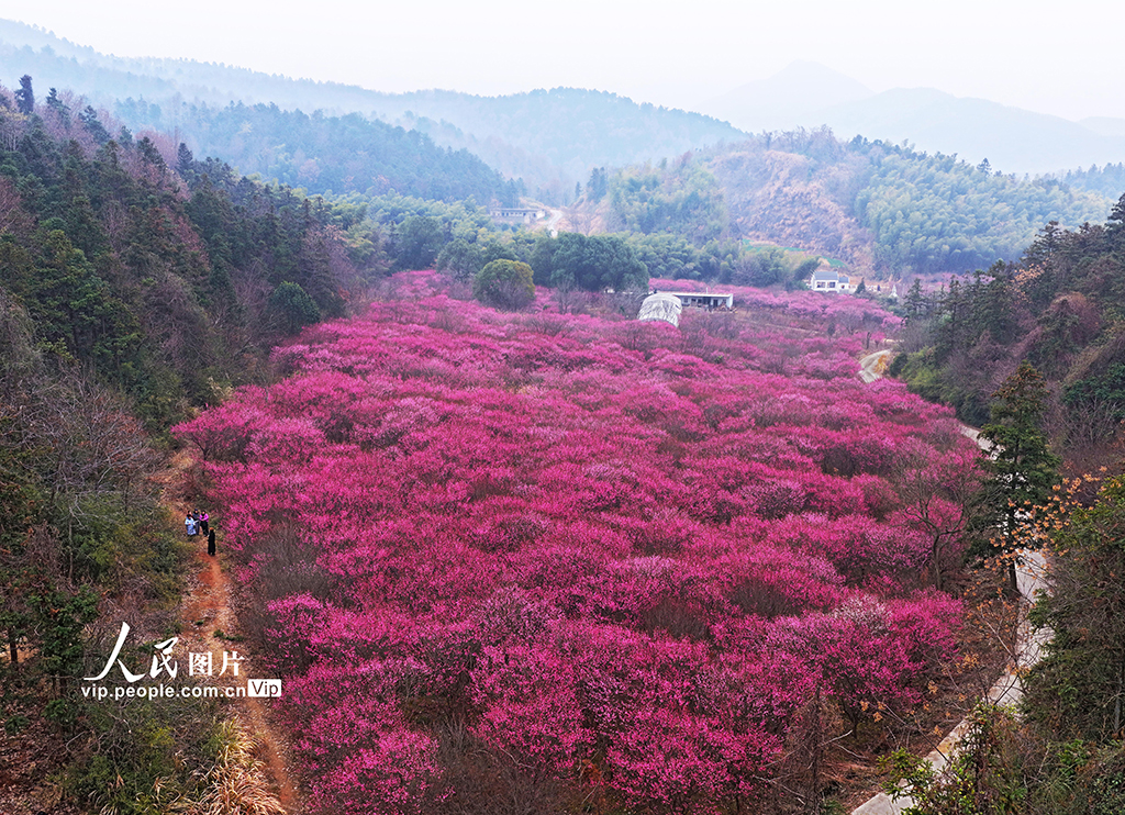 2026年2月5日，安徽芜湖繁昌区峨山镇城东村梅园内，梅花盛开连绵成红色花海。游人在花间漫步、拍照，勾勒出一幅生动的春日图景。王玉实摄（人民图片网）