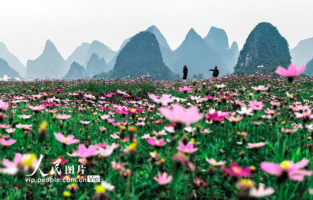 2026年2月4日，广西桂林临桂区四塘镇田心村，数百亩格桑花率先绽放，洋溢着浓郁的春意。刘教清摄（人民图片网）