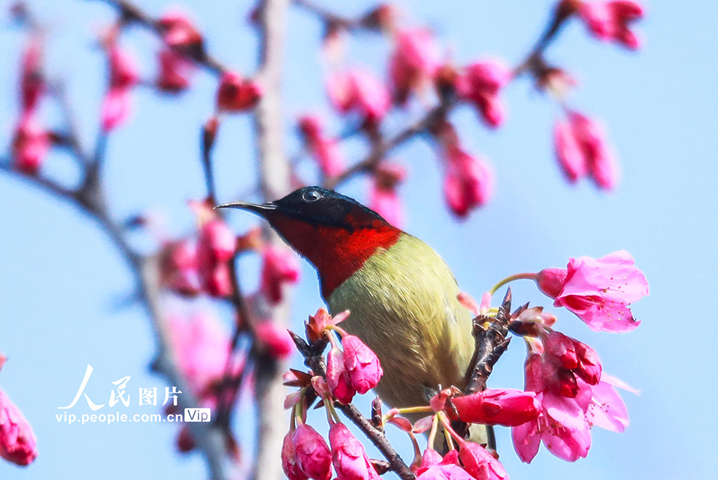立春时节，小鸟在湖北秭归县茅坪镇望江公园的早樱枝头嬉戏。王罡摄（人民图片网）