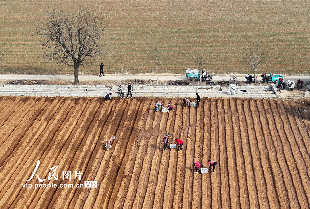 山东枣庄：人勤春来早【6】