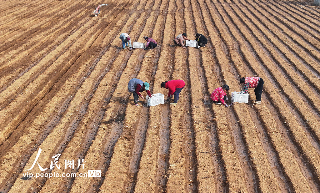 山东枣庄：人勤春来早【4】