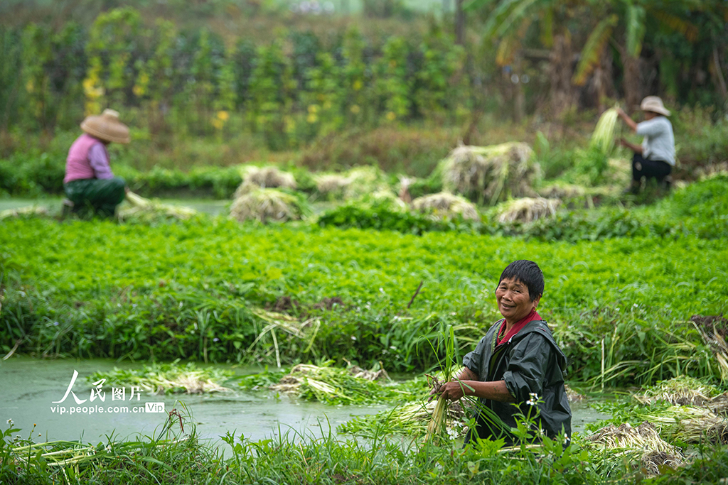 海南琼海：采收芹菜 供应市场【2】