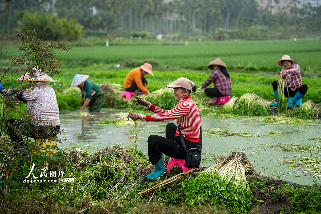海南琼海：采收芹菜 供应市场【4】