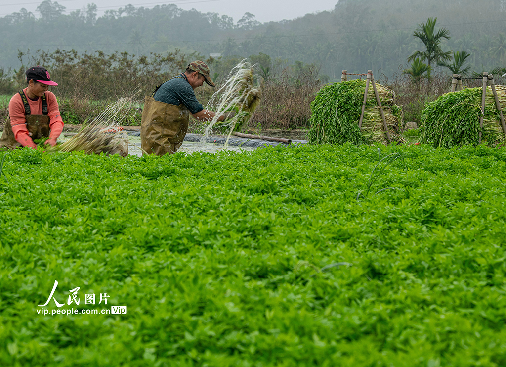 海南琼海：采收芹菜 供应市场【6】