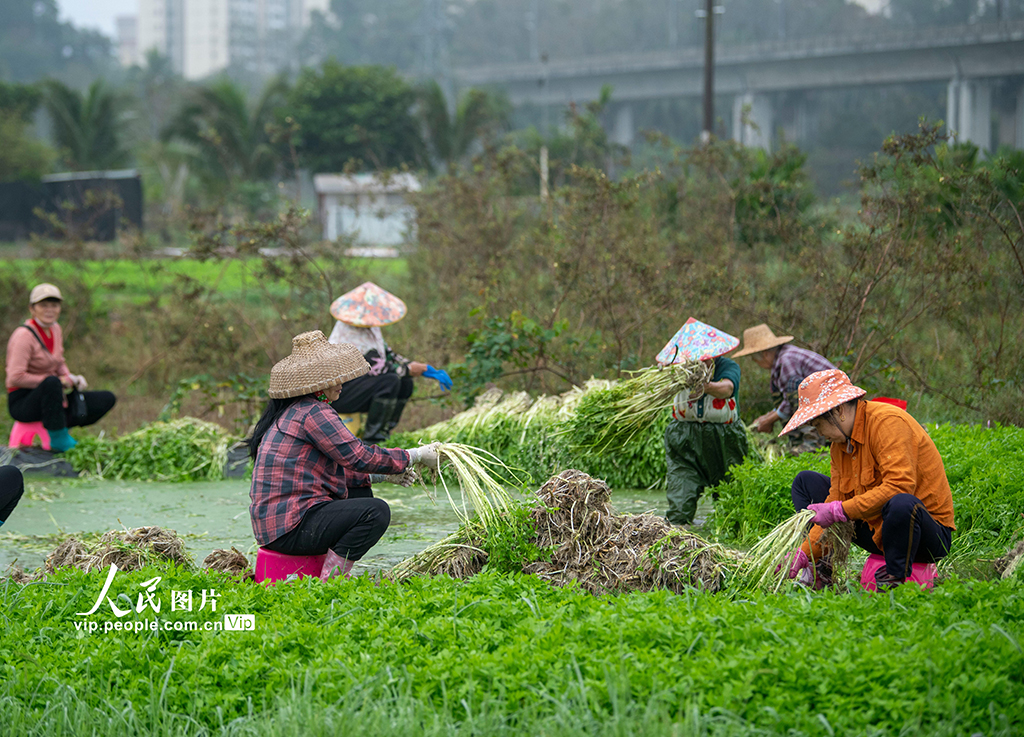 海南琼海：采收芹菜 供应市场【3】