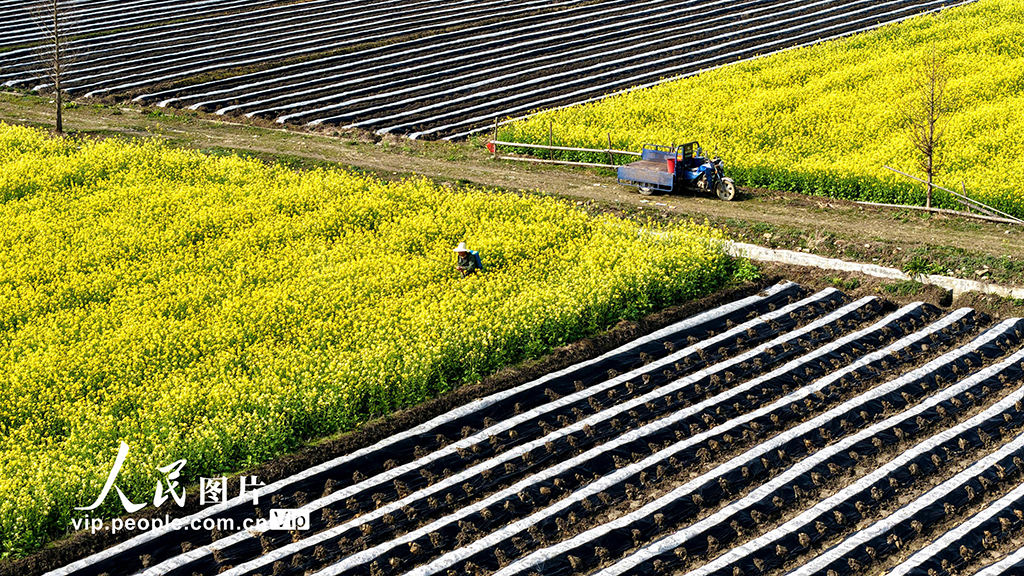 江西峡江：人勤春早农事忙【3】