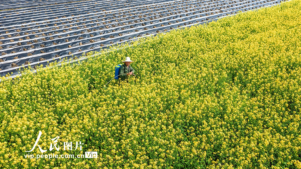 江西峡江：人勤春早农事忙【4】