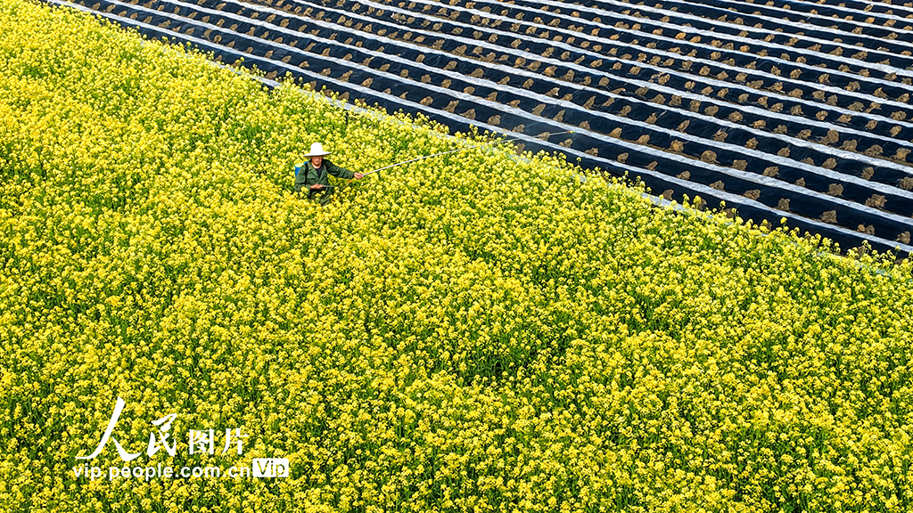 江西峡江:人勤春早农事忙【5】