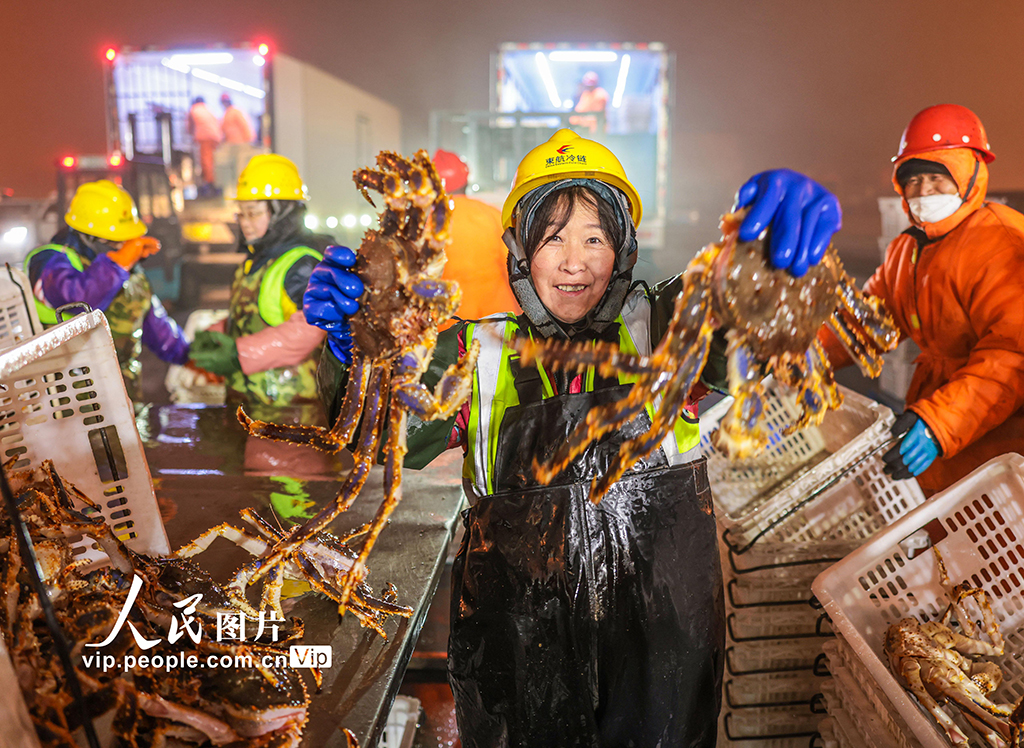 山东荣成:帝王蟹抢“鲜”通关 供应春节市场【3】