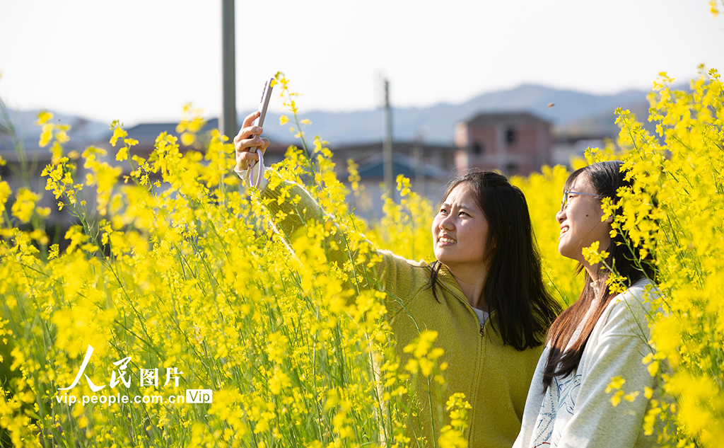 广东平远：油菜花开【2】