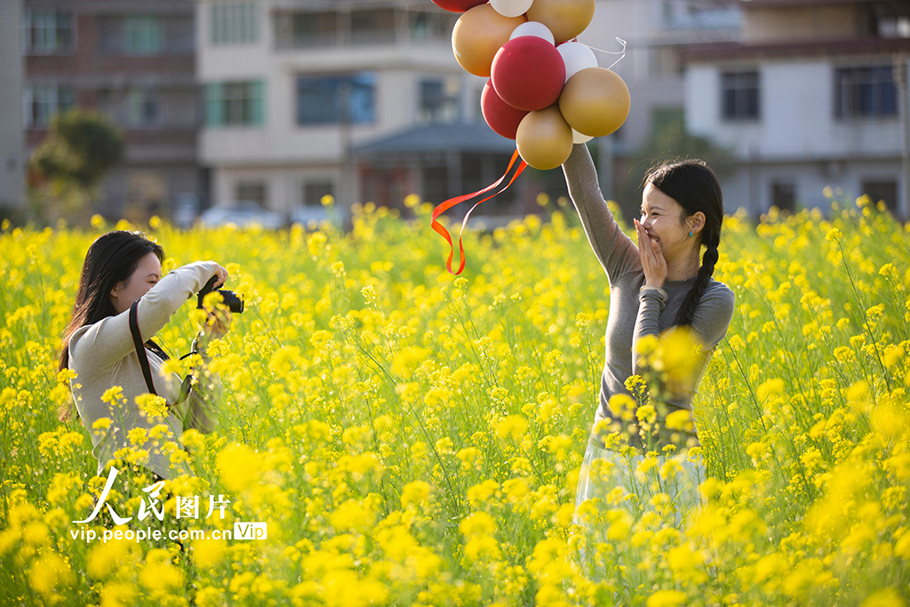广东平远:油菜花开【4】
