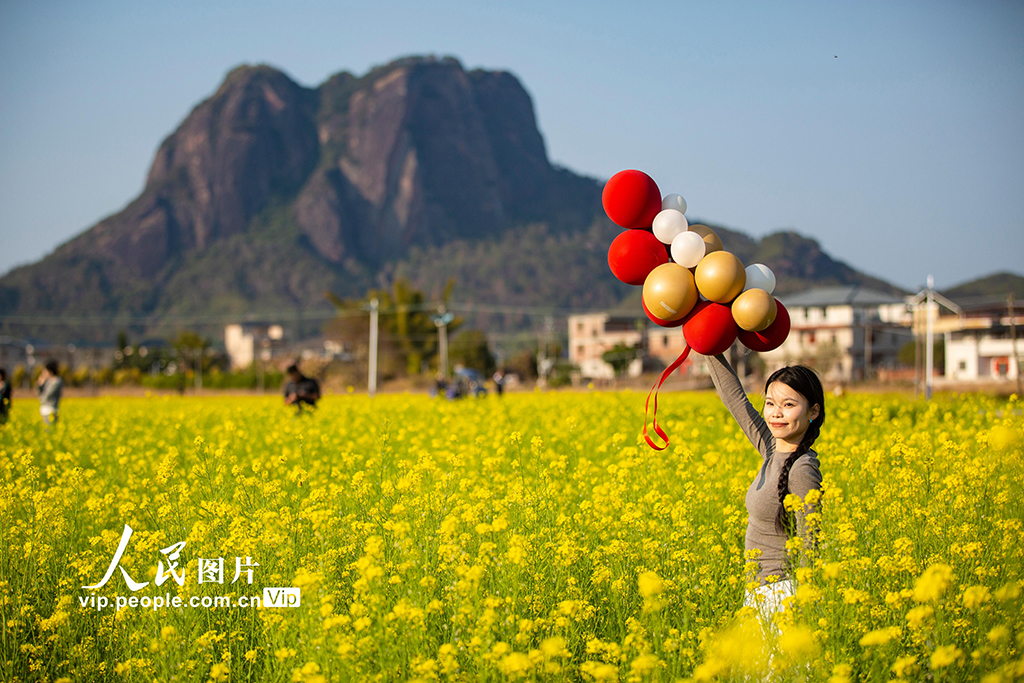 广东平远:油菜花开【5】